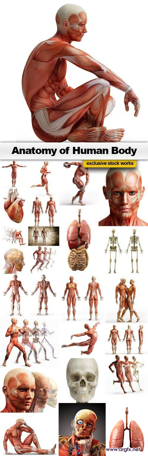  Anatomy of Human Body - 25x JPEGs