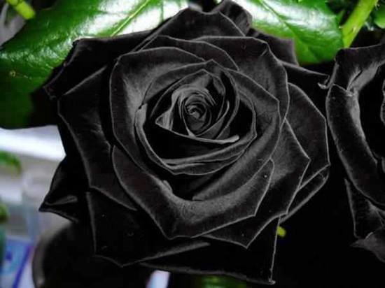   Rose Halfeti