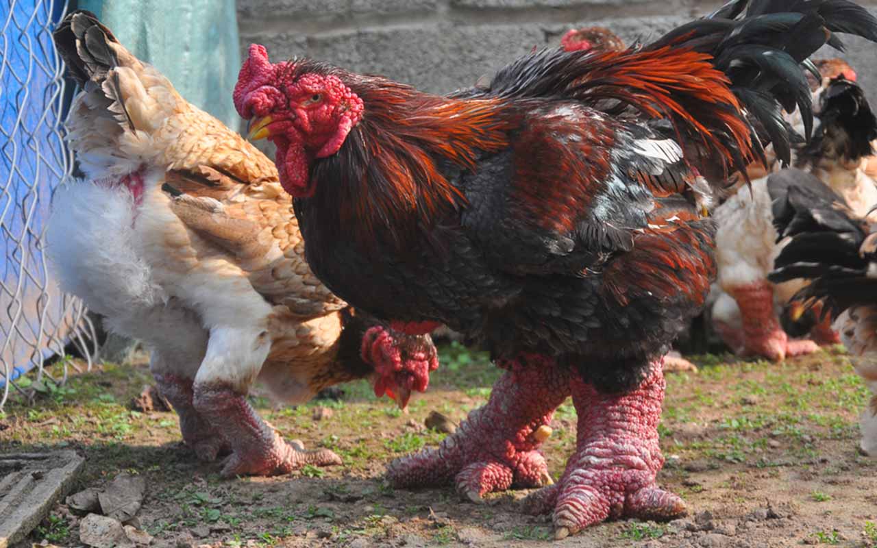 بالفيديو والصور - دجاج عملاق نادر بأرجل تنين - وسعر الدجاجة 2500 دولار ..!! P_975ok1yo6